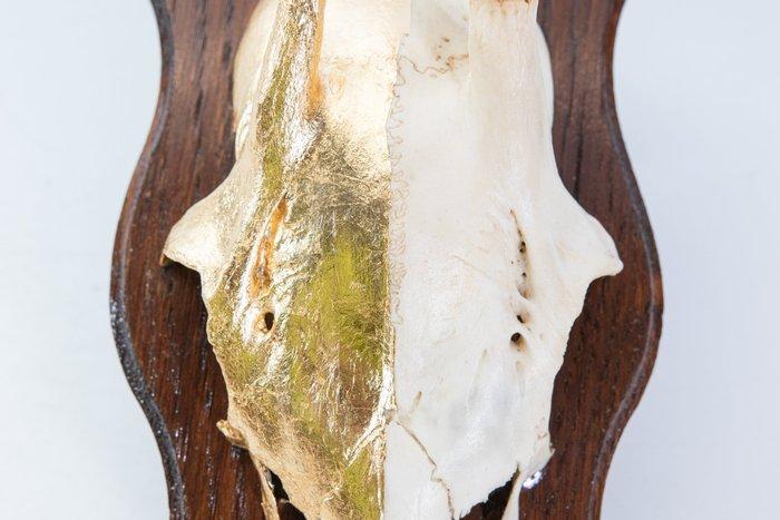 Chevreuil Crâne avec bois de cerf - Caproelus caproelus -, Antiquités & Art, Curiosités & Brocante