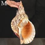 Charonia Tritonis – Reus Triton uit Madagaskar Reus Triton –