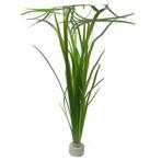 Vallisneria spiralis aquariumplant (Aquariumplanten), Ophalen of Verzenden, Plant(en), Steen of Hout