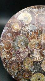 Ammoniet - Gefossiliseerde schelp - Cleoniceras sp. - 11.4, Verzamelen