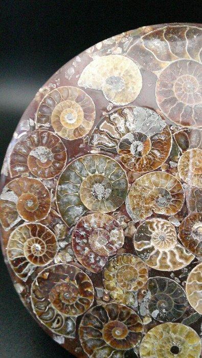 Ammoniet - Gefossiliseerde schelp - Cleoniceras sp. - 11.4, Verzamelen, Mineralen en Fossielen