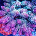 Acropora Spathulata Ultra M (Ong. 6-7 cm), Dieren en Toebehoren, Vissen | Aquariumvissen