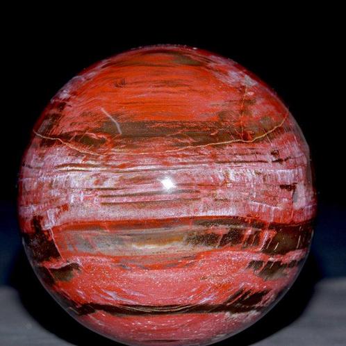 Fossiele houten bol uit Madagaskar. - Gefossiliseerd hout -, Verzamelen, Dierenverzamelingen