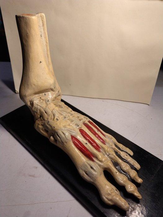 Anatomisch model - Gips, Was - 1850-1900, Antiquités & Art, Antiquités | Assiettes décoratives & Carrelages