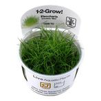 Eleocharis acicularis Mini - Pusilla 1-2-grow! (Medium), Verzenden, Nieuw