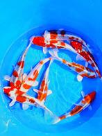 Hirasawa Marusei  32-40 cm (Japanse Koi), Ophalen of Verzenden, Nieuw