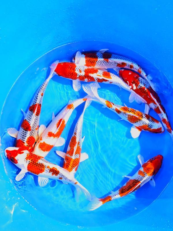 Hirasawa Marusei  32-40 cm (Japanse Koi), Tuin en Terras, Vijvers, Nieuw, Ophalen of Verzenden