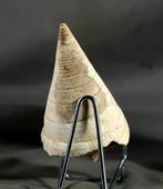 Een grote fossiele schelp - Uitstekende conservering -