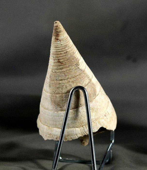 Een grote fossiele schelp - Uitstekende conservering -, Collections, Minéraux & Fossiles