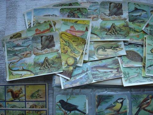 Collection thématique - Cartes éducatives décole (images, Antiek en Kunst, Antiek | Speelgoed