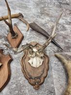 lot antlers and horns Gewei - Capreolus capreolus - 0 cm - 0, Verzamelen, Dierenverzamelingen, Nieuw