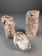 Fossiel hout - Gefossiliseerd hout - 13.4 cm - 6.4 cm