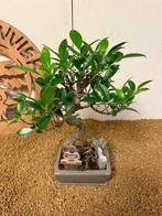 Bonsaï Figuier (Ficus) - Hauteur (arbre) : 31 cm -