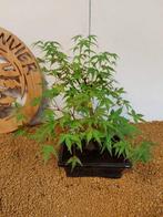 Japanese maple bonsai (Acer palmatum) - Hoogte (boom): 32 cm