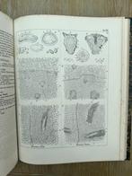 Dr Otto Berg - Anatomischer Atlas - 1865, Antiek en Kunst