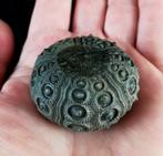 Indrukwekkende zee-egel!!! - Uitzonderlijke grootte voor