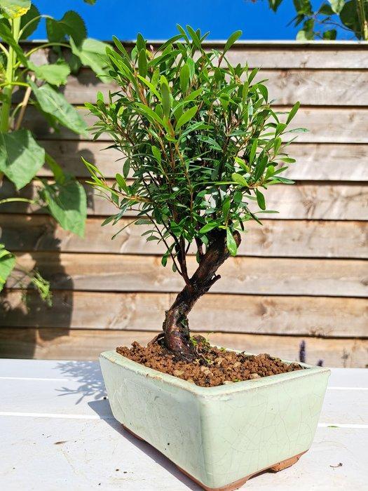 Kersstruik (syzigium) bonsai - Hoogte (boom): 25 cm - Diepte, Antiek en Kunst, Curiosa en Brocante