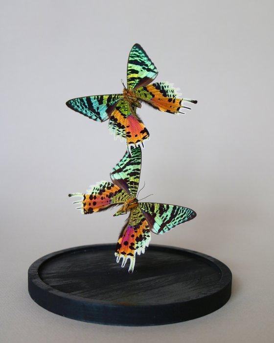 Vlinder Taxidermie volledige montage - Urania ripheus - 25, Antiek en Kunst, Curiosa en Brocante