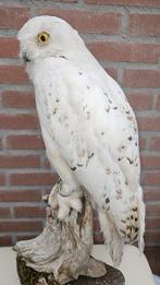 Sneeuwuil ( man ) Taxidermie volledige montage - Nyctea, Verzamelen, Nieuw