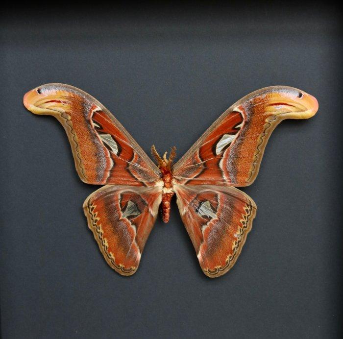 Vlinder Taxidermie volledige montage - Attacus atlas - 25 cm, Verzamelen, Dierenverzamelingen