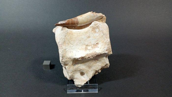 Plesiosaurus en Mosasaurus - Fossiel wervelbot - Zarafasaura, Verzamelen, Mineralen en Fossielen