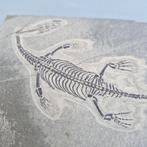 Magnifiquement conservé - Animal fossilisé - Keichousaurus, Verzamelen