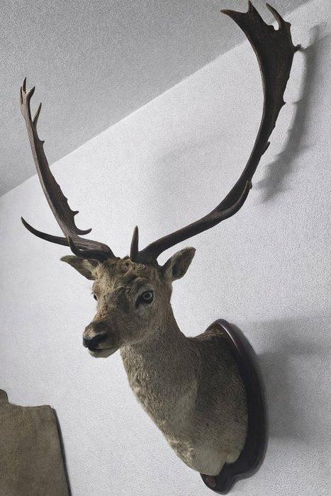 Hert Taxidermie wandmontage - Dama dama - 127 cm - 72 cm -, Verzamelen, Dierenverzamelingen