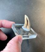 Dinosaure - Griffe fossilisée - Dromeosaurid (Rapt, Wyoming