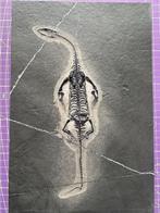 Reptile fossile: Keichousaurus -Trias - Animal fossilisé -