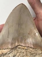 Gigantische megalodon tand 13,5 cm - Fossiele tand -