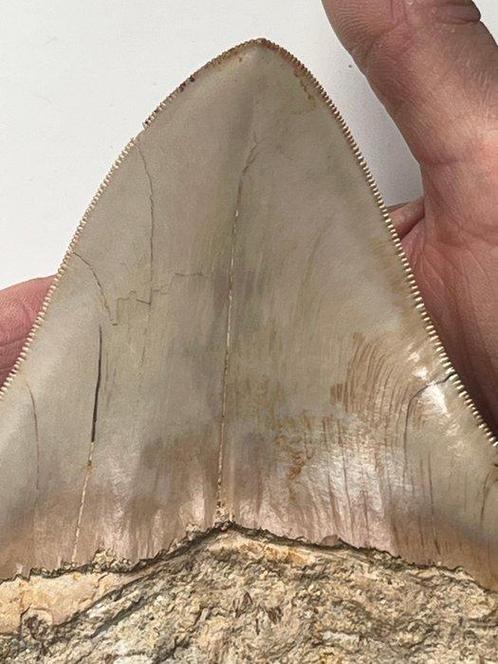 Gigantische megalodon tand 13,5 cm - Fossiele tand -, Verzamelen, Mineralen en Fossielen