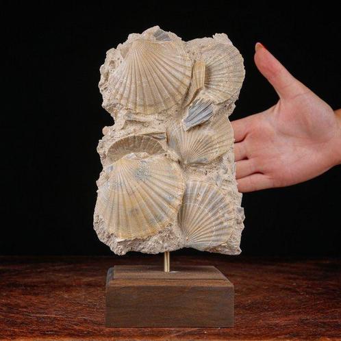 Een echt kostbaar exemplaar - Fossiele sterfteplaat - Fossil, Verzamelen, Dierenverzamelingen