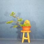 Jeneverbes bonsai (Juniperus) - Hoogte (boom): 23 cm -, Antiek en Kunst