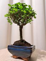 Chinese iep bonsai (Ulmus parviflora) - Hoogte (boom): 20 cm