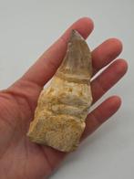 Mosasaurus - Gefossiliseerd dier - 10 cm (Zonder