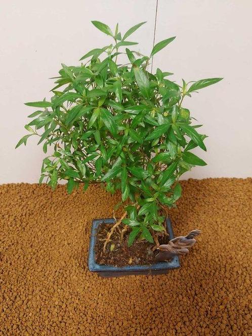 Sneeuwroos bonsai (Serissa foetida) - Hoogte (boom): 32 cm -, Antiek en Kunst, Curiosa en Brocante