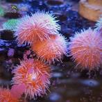 Salmacis (Pink Funky Urchin)