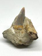 Breedtand witte haai - Fossiele tand - Isurus planus, Verzamelen