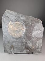 Ammonite Association - Coquillage fossilisé - Dactylioceras, Collections, Minéraux & Fossiles