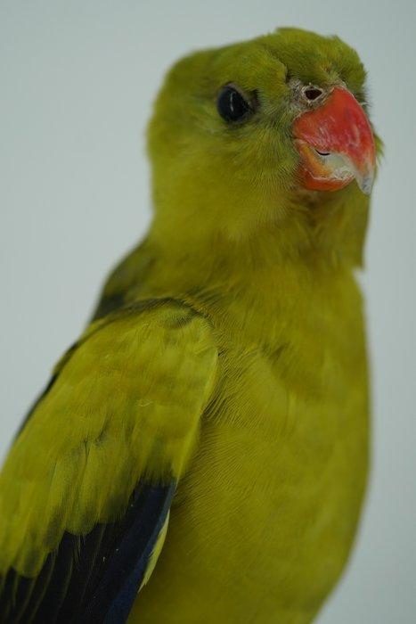 Bergparkiet Taxidermie volledige montage - Polytelis, Verzamelen, Dierenverzamelingen