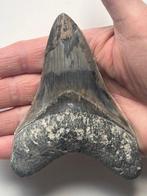 Megalodon tand 11,5 cm - Fossiele tand - Carcharocles, Verzamelen, Mineralen en Fossielen