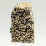 PRATO van MICA MUSCOVITE Argentata ALPINA, Italië Kristallen