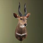 Bushbuck Taxidermie Opgezette Dieren By Max, Ophalen of Verzenden, Nieuw, Wild dier, Opgezet dier