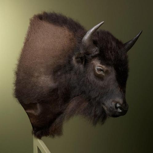 Bizon Taxidermie Opgezette Dieren By Max, Verzamelen, Dierenverzamelingen, Opgezet dier, Nieuw, Wild dier, Ophalen of Verzenden