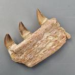 Fossil mosasaur jaw - Gefossiliseerde kaak - Mosasaurus, Verzamelen