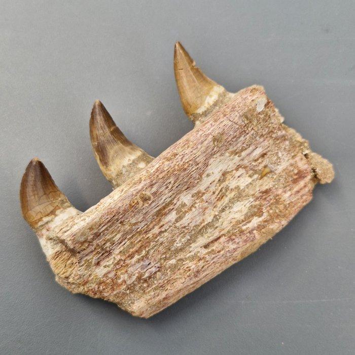 Fossil mosasaur jaw - Gefossiliseerde kaak - Mosasaurus, Verzamelen, Mineralen en Fossielen