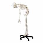 Anatomisch skelet ware grootte flexibel geraamte anatomie