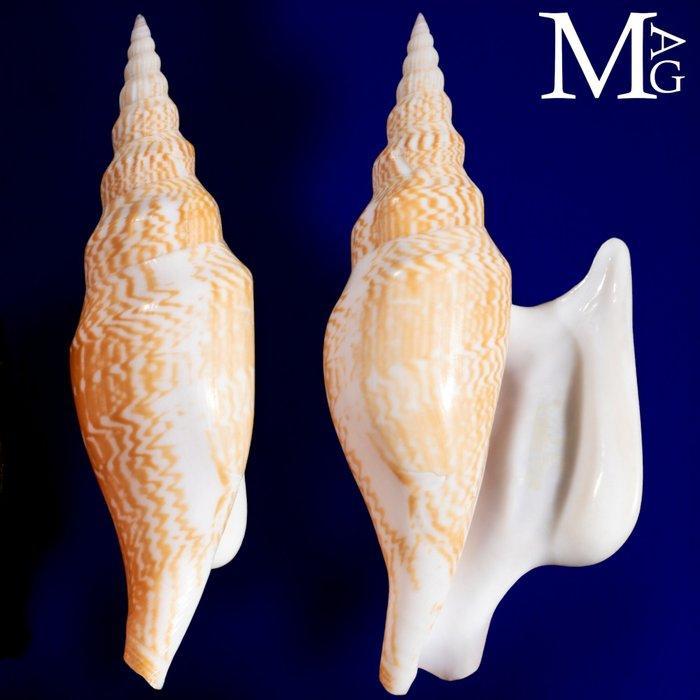 “Lister’s Conch” - Een van de meest iconische schelpen in de, Antiek en Kunst, Curiosa en Brocante