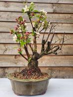 Malus everest bonsai - Hoogte (boom): 30 cm - Diepte (boom):