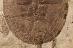 Schildpad - Fossiele plaatmatrix - Manchurochelys( BIG!) -